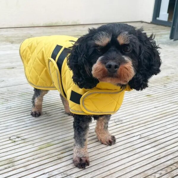 Quilted Dog Coat - Mustard Yellow